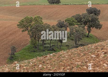 Il leccio (Quercus ilex) la corteccia è liscia e verde grigio sui gambi; si scurisce man mano che crescono e, intorno ai 15 o 20 anni, si incrinano in un Foto Stock