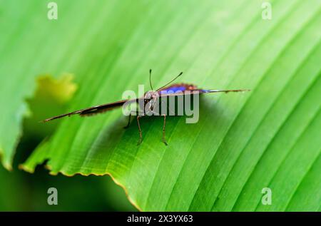 La farfalla Danaid eggfly maschio sulla foglia verde da vicino , con puntini bianchi e blu sulle ali Foto Stock