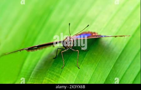 La farfalla Danaid eggfly maschio sulla foglia verde da vicino , con puntini bianchi e blu sulle ali Foto Stock