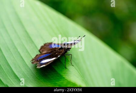 La farfalla Danaid eggfly maschio sulla foglia verde da vicino , con puntini bianchi e blu sulle ali Foto Stock