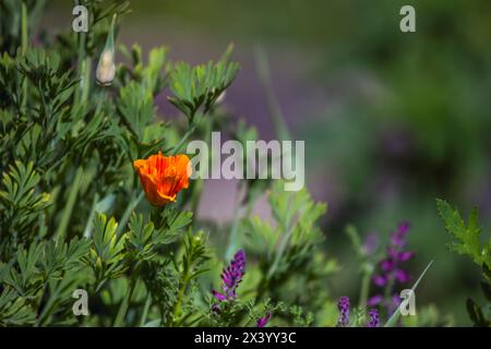Fiore di papavero arancione nel giardino circondato da piante e altri fiori. Foto Stock