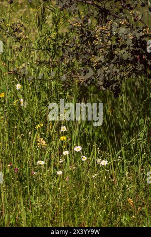 Campo di fiori di camomilla Una splendida scena naturale con fiori medicinali fioriti sfondo estivo Foto Stock