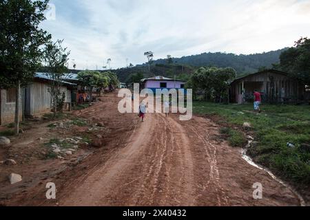 Cocaina, piantagione e preparazione di cocaina, Colombia, droga Foto Stock