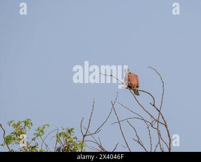 Una colomba dal colletto rosso arroccata su alti rami all'interno del tal Chappar Blackbuck Sanctuary nel Rajasthan durante un safari naturalistico Foto Stock