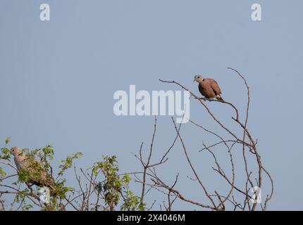 Una colomba dal colletto rosso arroccata su alti rami all'interno del tal Chappar Blackbuck Sanctuary nel Rajasthan durante un safari naturalistico Foto Stock