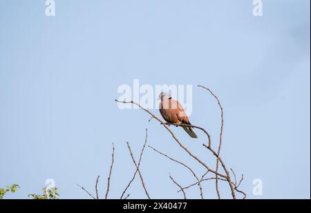 Una colomba dal colletto rosso arroccata su alti rami all'interno del tal Chappar Blackbuck Sanctuary nel Rajasthan durante un safari naturalistico Foto Stock