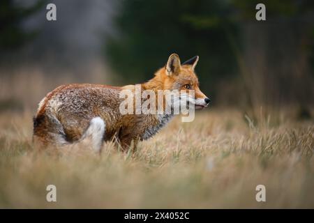 Quando una volpe posa per un fotografo nella foresta. Foto Stock