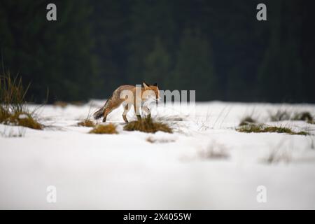 Quando una volpe posa per un fotografo nella foresta. Foto Stock