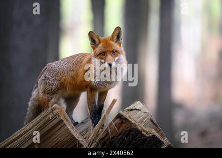 Quando una volpe posa per un fotografo nella foresta. Foto Stock