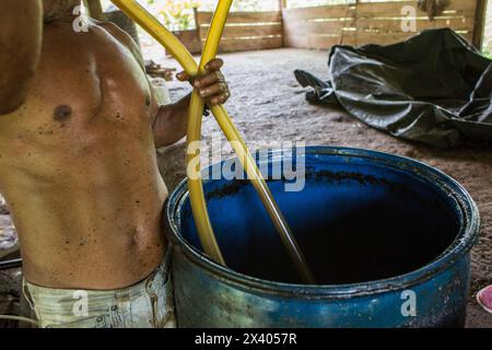 Cocaina, piantagione e preparazione di cocaina, Colombia, droga Foto Stock