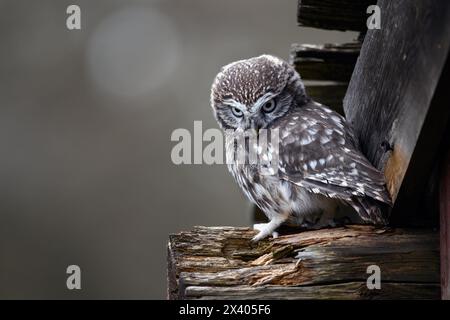 Un gufo arrabbiato si siede su una trave dal tetto. Foto Stock