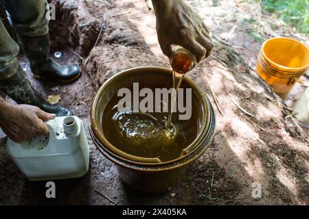 Cocaina, piantagione e preparazione di cocaina, Colombia, droga Foto Stock