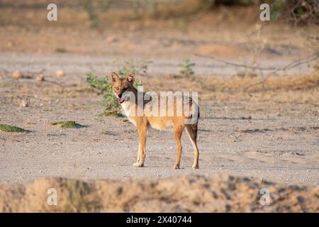Uno sciacallo indiano che si aggira nel deserto alla periferia della città di Bikaner nel Rajasthan durante un viaggio di birdwatching nella zona Foto Stock