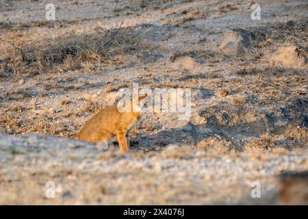 Un gatto della giungla che riposa vicino a un cespuglio nella periferia di Bikaner, Rajasthan, durante un safari nella natura Foto Stock