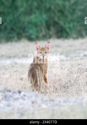 Un gatto della giungla che riposa vicino a un cespuglio nella periferia di Bikaner, Rajasthan, durante un safari nella natura Foto Stock