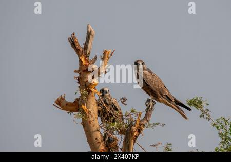 Un falco lagare arroccato sulla cima di un albero nelle praterie di tal chappar blackbuck Sanctuary durante un safari nella fauna selvatica Foto Stock