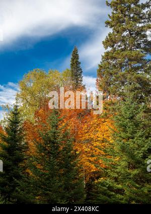 Bellissimo colore autum dagli alberi d'acero con pini oro, arancio, rosso e verde in una giornata di sole con cielo blu e nuvole bianche. Orientamento verticale Foto Stock