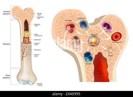 Midollo osseo. Cellule staminali. Illustrazione Vettoriale