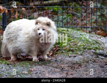 Ritratto di un cane Raccoon bianco Foto Stock