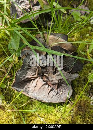 Aderiger Morchelbecherling (Flatschmorchel), Disciotis venosa, candeggina, Verny cup, morel cup, vista dall'alto, Sicht von oben Foto Stock