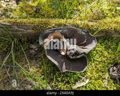 Aderiger Morchelbecherling (Flatschmorchel), Disciotis venosa, candeggina, Verny cup, morel cup, vista dall'alto, Sicht von oben Foto Stock