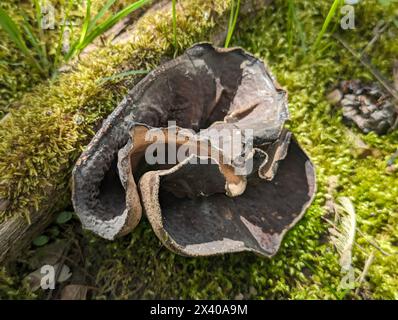 Aderiger Morchelbecherling (Flatschmorchel), Disciotis venosa, candeggina, Verny cup, morel cup, vista dall'alto, Sicht von oben Foto Stock