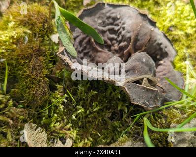 Aderiger Morchelbecherling (Flatschmorchel), Disciotis venosa, candeggina, Verny cup, morel cup, vista dall'alto, Sicht von oben Foto Stock