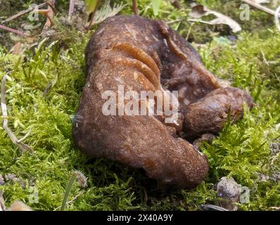 Aderiger Morchelbecherling (Flatschmorchel), Disciotis venosa, candeggina, Verny cup, morel cup, vista lato negativo, Sicht von unten Foto Stock