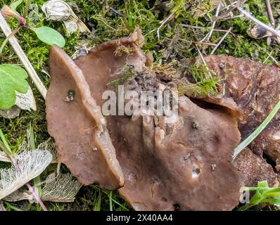 Aderiger Morchelbecherling (Flatschmorchel), Disciotis venosa, candeggina, Verny cup, morel cup, vista lato negativo, Sicht von unten Foto Stock