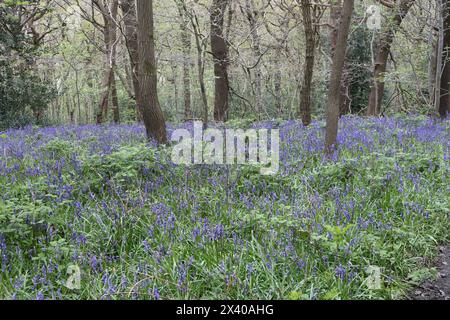 Campanelli in fiore che crescono a Hutcliffe Woods Sheffield Inghilterra Regno Unito, antichi fiori blu boschivi periferici Foto Stock