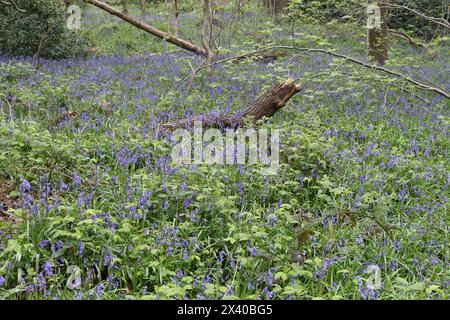 Campanelli in fiore che crescono a Hutcliffe Woods Sheffield Inghilterra Regno Unito, antichi fiori blu boschivi periferici Foto Stock