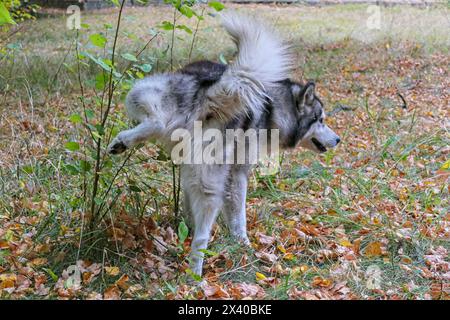 Un cane Malamute segna il suo territorio in natura Foto Stock