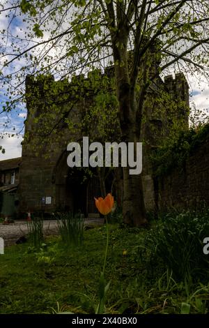 Fiori estivi nell'abbazia di Whalley, Lancashire, Inghilterra Foto Stock