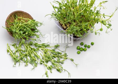 Germogli di pisello verde e piselli verdi su piastra grigia. Germogli di pisello Microgreen nel contenitore. Germogli di pisello Microgreen sul tavolo. Sfondo grigio. Posizione piatta. Foto Stock