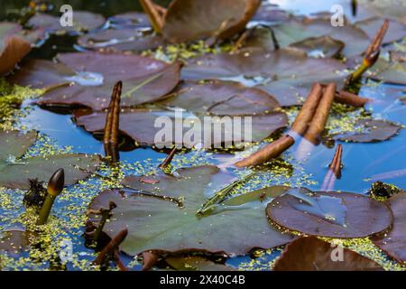 Lily Pads on Water in Woodland Foto Stock