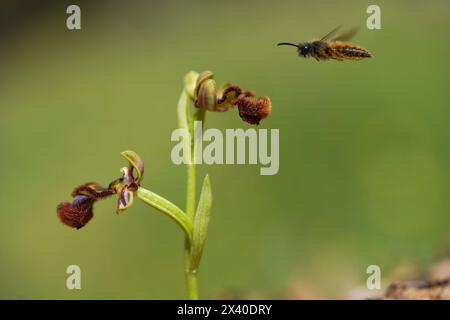 Pseudocopulazione, di vespa scoliide (Dasyscolia ciliata) su orchidea specchio. (ophrys speculum). Andalusia, Spagna. Foto Stock