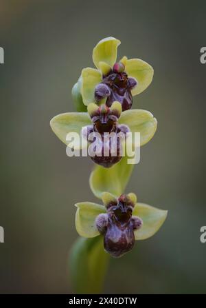 Bumblebee Orchid, Ophrys bombyliflora, Malaga, Andalusia, Spagna Foto Stock