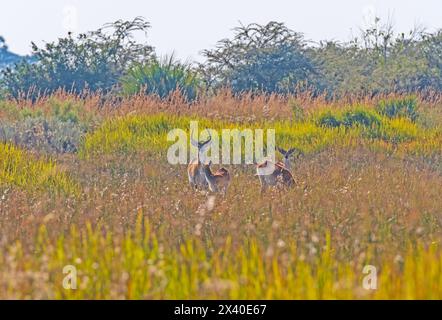 Una famiglia di Red Lechwe nelle Grasse del Delta dell'Okavango in Botswana Foto Stock