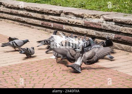 Stormo di piccioni selvatici grigi urbani che si nutrono nel primo piano del parco cittadino Foto Stock