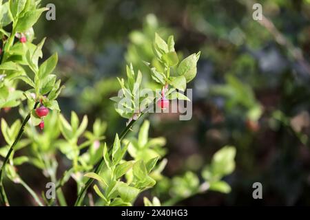 Mirtillo selvatico (Vaccinium myrtillus) in primavera, Regno Unito Foto Stock