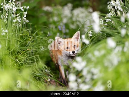 Primo piano di una volpe rossa tra fiori bianchi in primavera Foto Stock