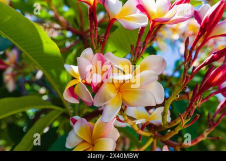 Fiori Frangipani rosa e giallo (Plumeria) presso l'orto botanico; Sicilia, Italia Foto Stock