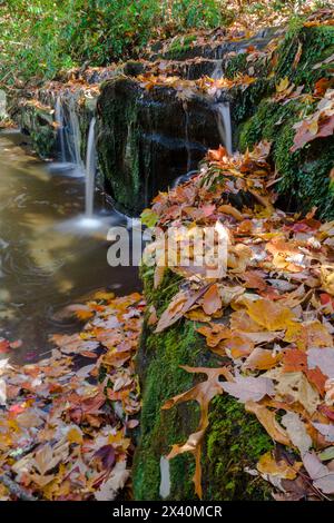 Serie di piccole cascate con pareti rocciose ricoperte di foglie e muschio nelle Great Smoky Mountains in autunno Foto Stock