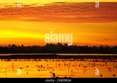 Splendida alba dorata sul lago Pink Lotus; Udon Thani, Thailandia Foto Stock