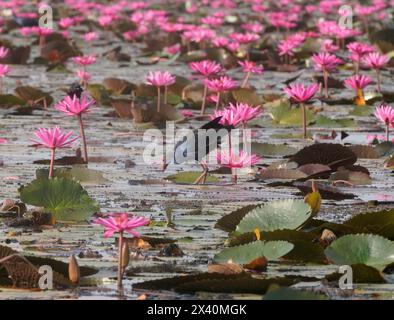 Gallina di palude che attraversa le ninfee rosa (Nymphaea pubescens) nel lago Pink Lotus; Udon Thani, Thailandia Foto Stock
