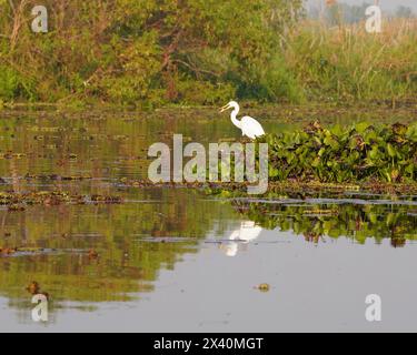 Un'egret bianca (Ardea alba) che si erge sulle ninfee lungo la riva, mangiando le sue prede sul Lago Rosa Lotus; Udon Thani, Thailandia Foto Stock