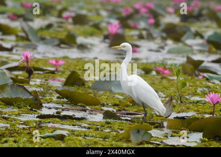 Un'egret bianca (Ardea alba) in piedi su un tappetino tra le ninfee rosa (Nymphaea pubescens) nel Lago Rosa Lotus; Udon Thani, Thailandia Foto Stock