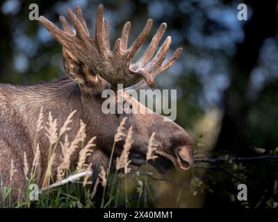 Ritratto ravvicinato di un giovane alce toro (Alces Alces) con le sue corna in velluto di fine estate, fermandosi al Kincaid Park di Anchorage all'inizio di settembre Foto Stock