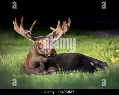 Ritratto di un giovane alce toro (Alces Alces) con le sue corna in velluto di fine estate, si stende nell'erba rilassandosi alla luce del sole mattutino a Ki... Foto Stock