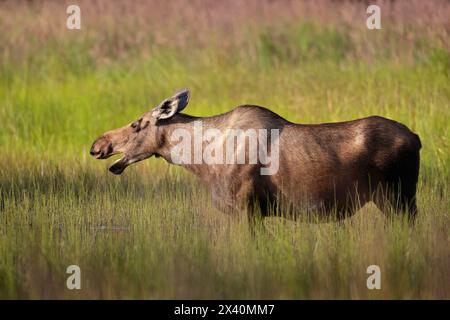 Un alce di mucca (Alces alces) suona durante una pausa dal mangiare mentre si trova in una palude dell'Alaska centro-meridionale nel Kincaid Park vicino ad Anchorage, Alaska Foto Stock